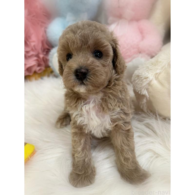 販売中の香川県のトイプードル-419506の4枚目