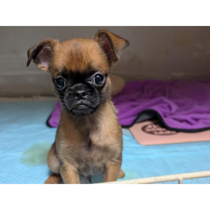 成約済の愛知県のプチブラバンソン-413523の4枚目