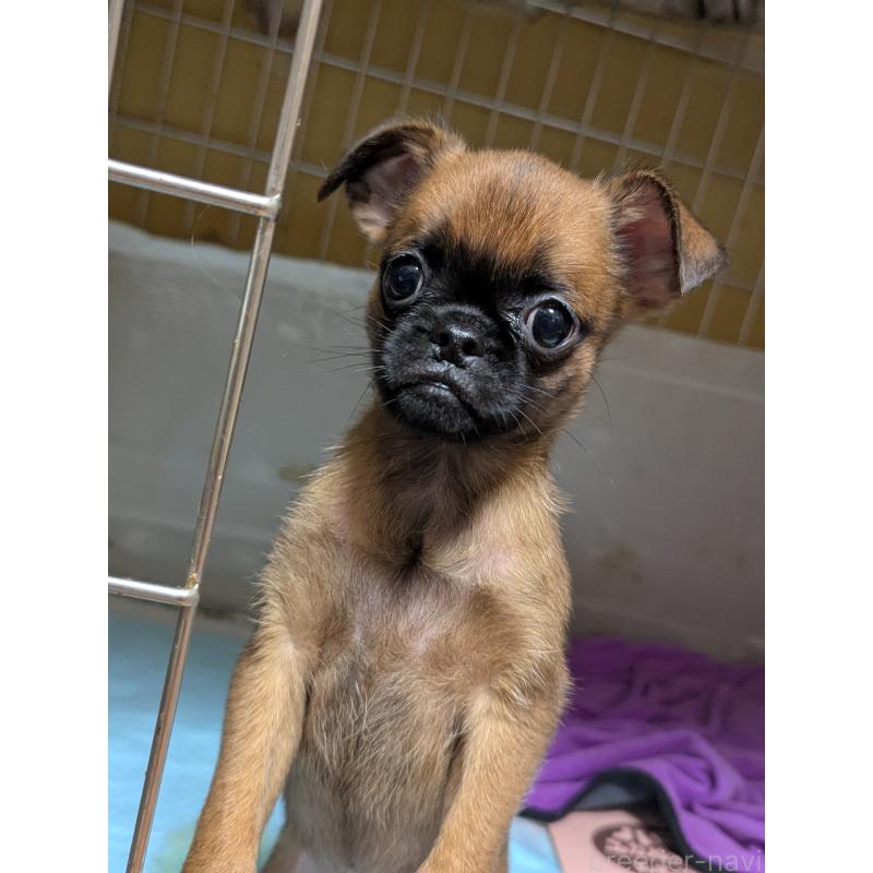 成約済の愛知県のプチブラバンソン-413523の3枚目