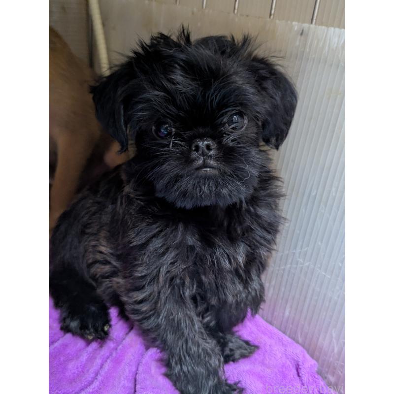 成約済の愛知県のベルジアングリフォン-413521の4枚目