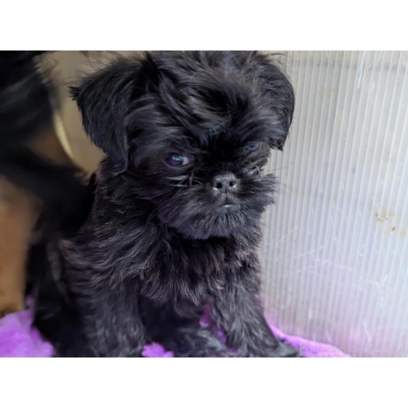 成約済の愛知県のベルジアングリフォン-413521の3枚目