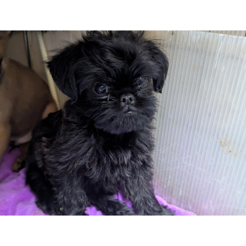 成約済の愛知県のベルジアングリフォン-413521の2枚目