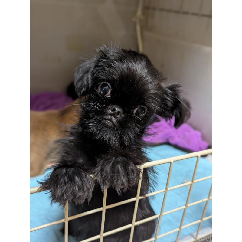 成約済の愛知県のベルジアングリフォン-413522の4枚目