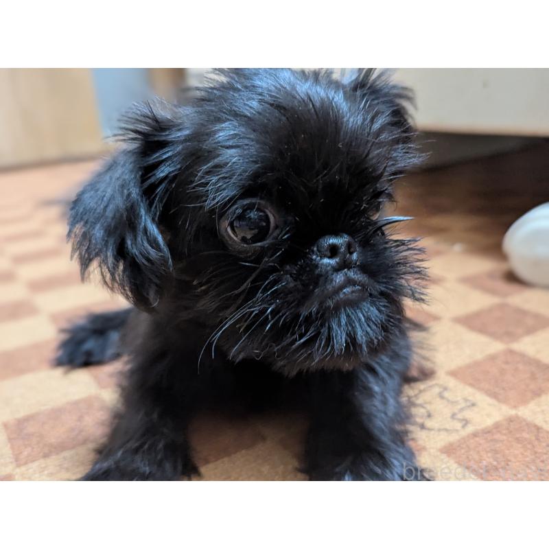 成約済の愛知県のベルジアングリフォン-413522の3枚目