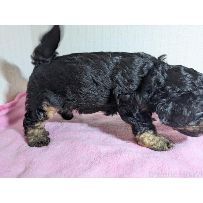 販売中の滋賀県のミックス犬-419507の2枚目