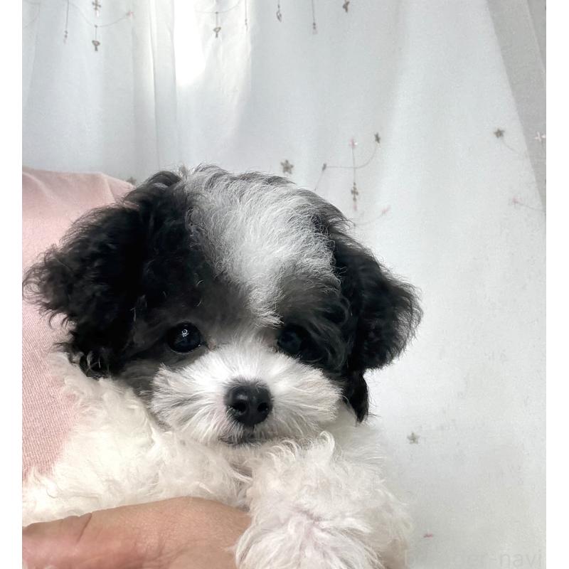 成約済の大阪府のティーカッププードル-414031の7枚目