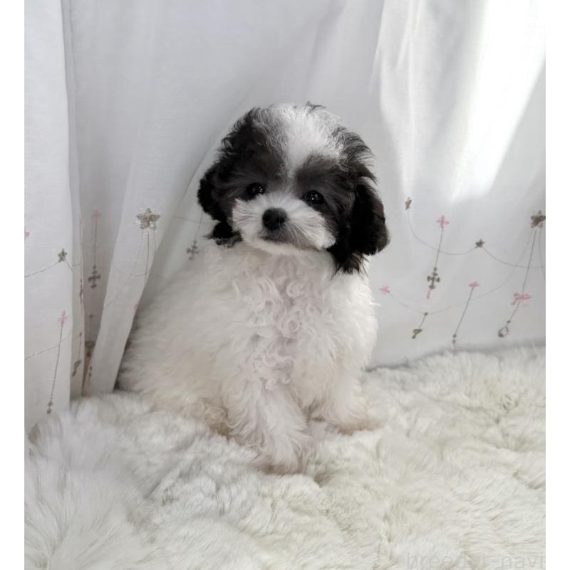 成約済の大阪府のティーカッププードル-414031の6枚目