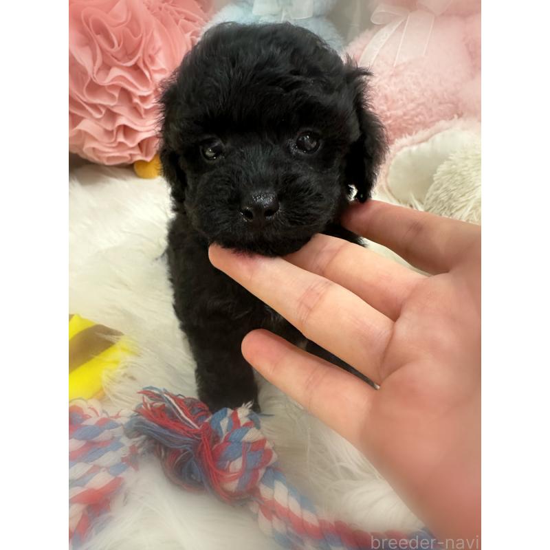 販売中の香川県のトイプードル-419508の5枚目