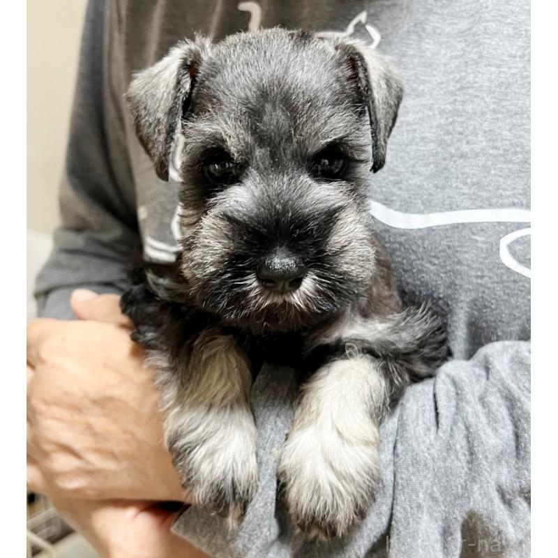 成約済の静岡県のミニチュアシュナウザー-419333の3枚目