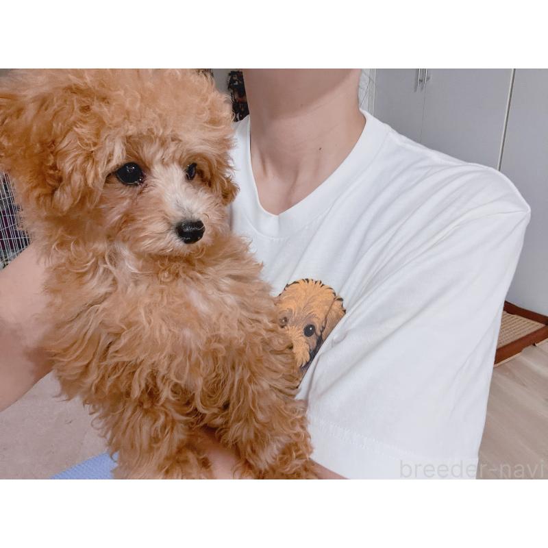 販売中の愛知県のティーカッププードル-393759の12枚目