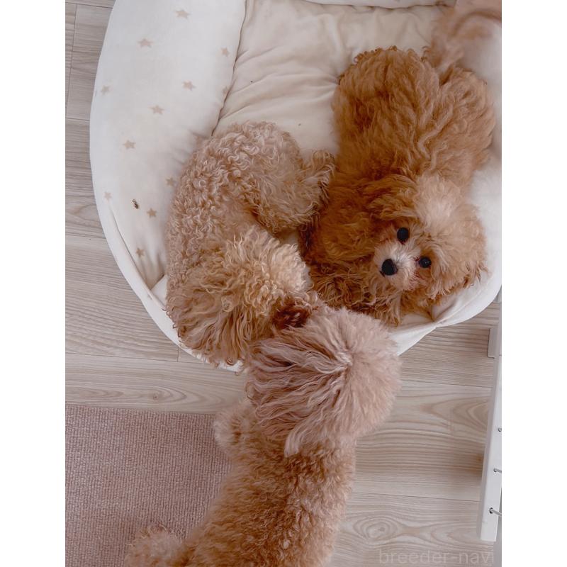 販売中の愛知県のティーカッププードル-393759の10枚目