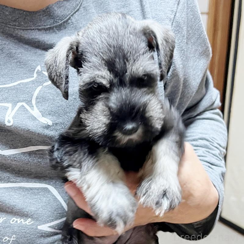 成約済の静岡県のミニチュアシュナウザー-419332の6枚目