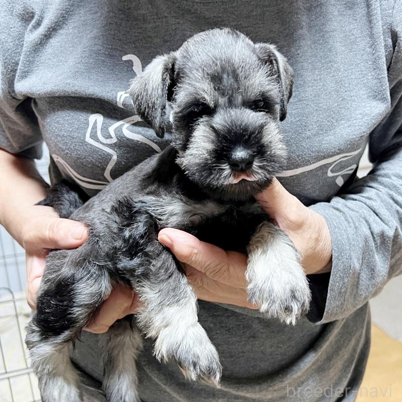 成約済の静岡県のミニチュアシュナウザー-419332の5枚目