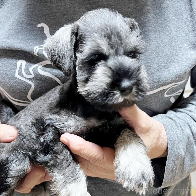 成約済の静岡県のミニチュアシュナウザー-419332の4枚目