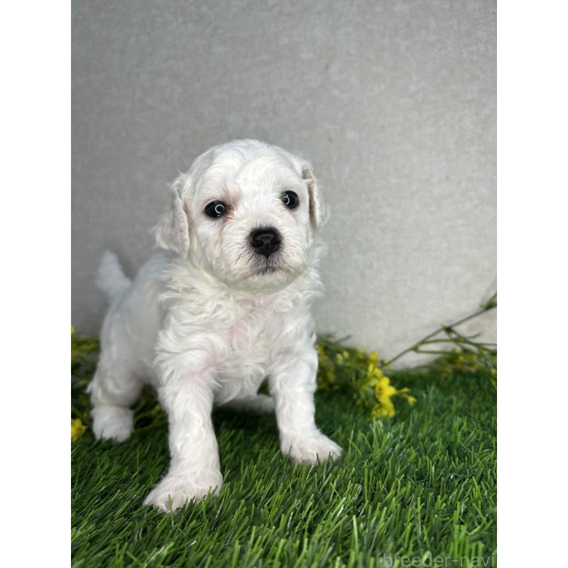 成約済の埼玉県のビションフリーゼ-417053の2枚目