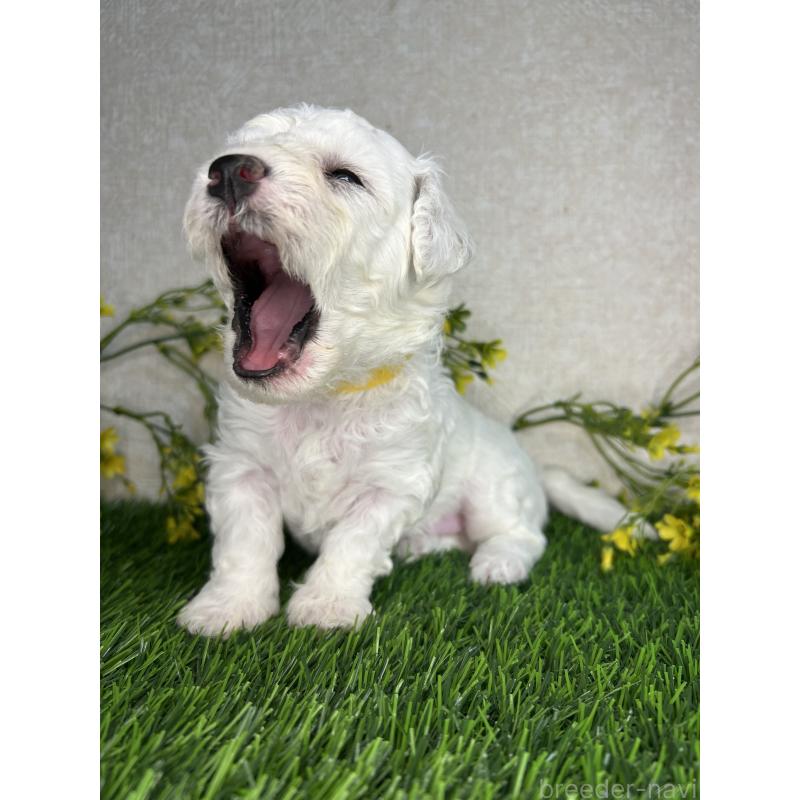 販売中の埼玉県のビションフリーゼ-417043の6枚目