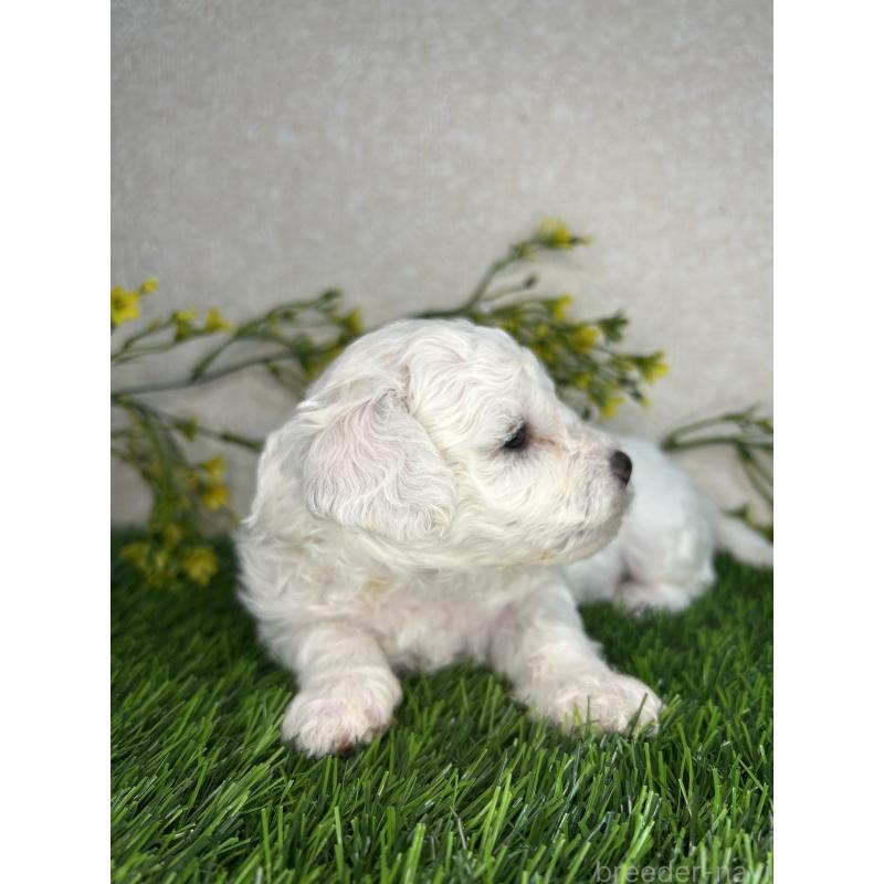 販売中の埼玉県のビションフリーゼ-417043の5枚目