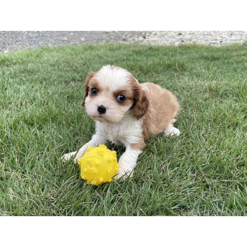 販売中の茨城県のキャバリアキングチャールズスパニエル-416704の35枚目