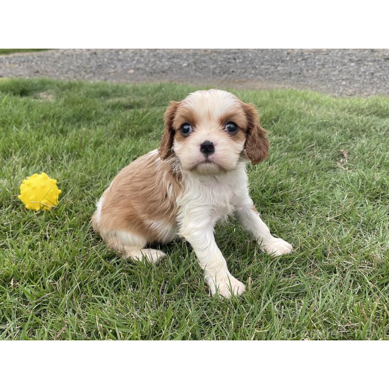 販売中の茨城県のキャバリアキングチャールズスパニエル-416704の34枚目