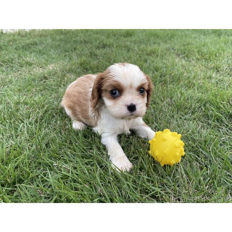 販売中の茨城県のキャバリアキングチャールズスパニエル-416704の33枚目