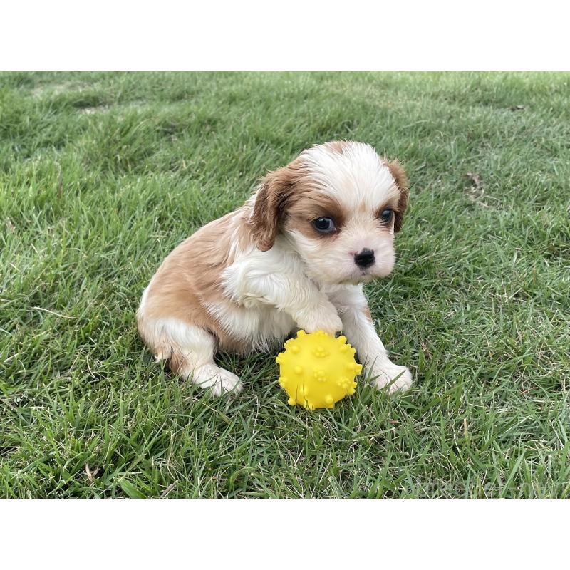 販売中の茨城県のキャバリアキングチャールズスパニエル-416704の32枚目