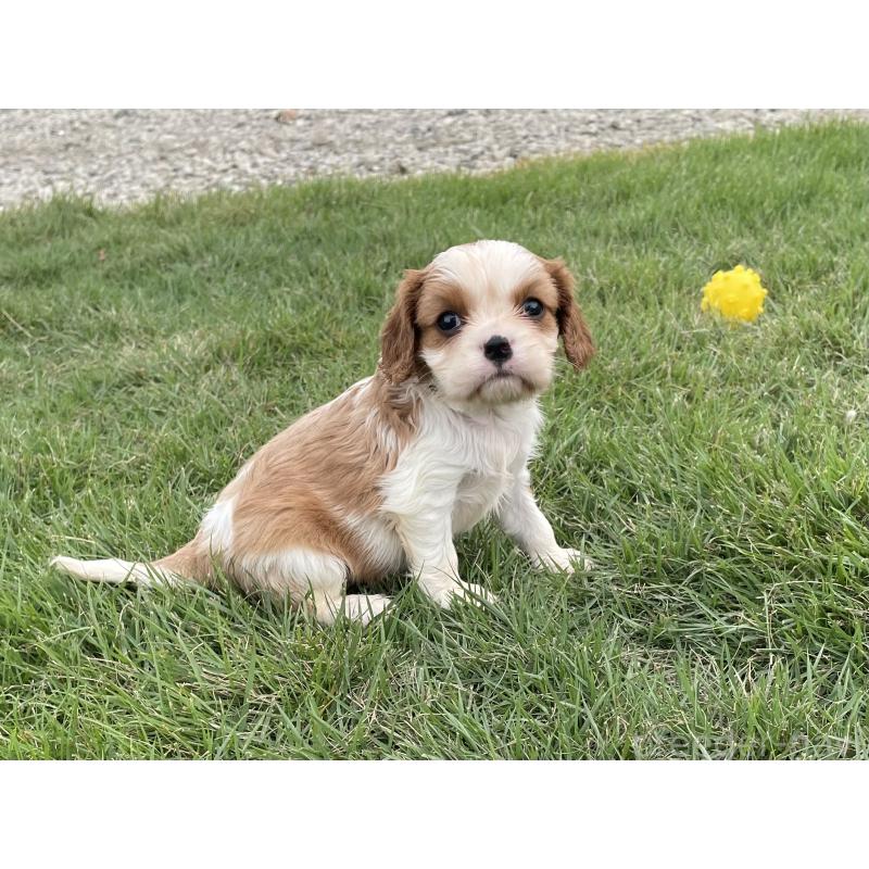販売中の茨城県のキャバリアキングチャールズスパニエル-416704の31枚目