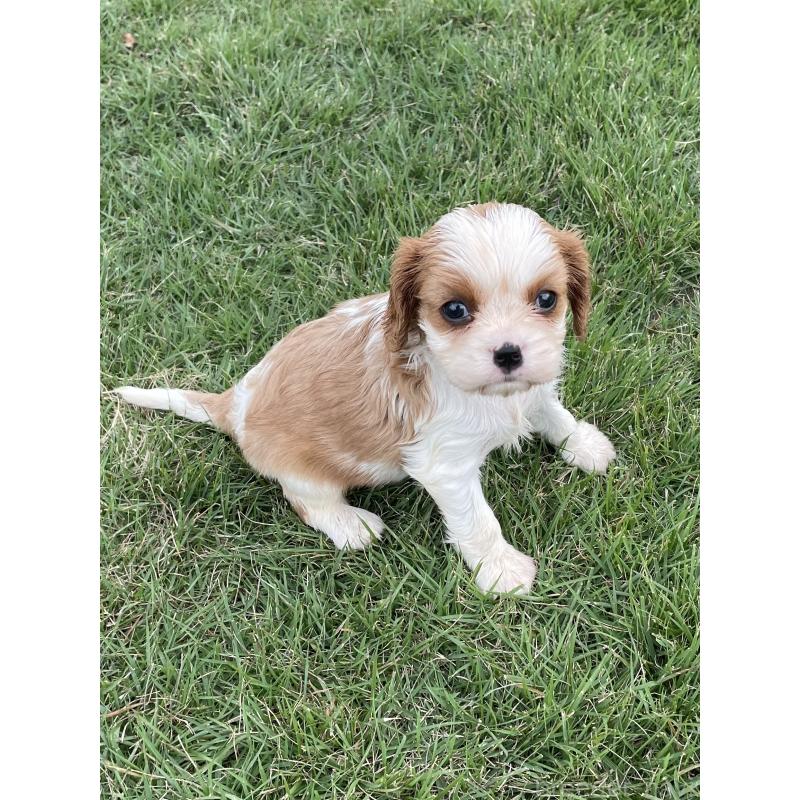 販売中の茨城県のキャバリアキングチャールズスパニエル-416704の30枚目