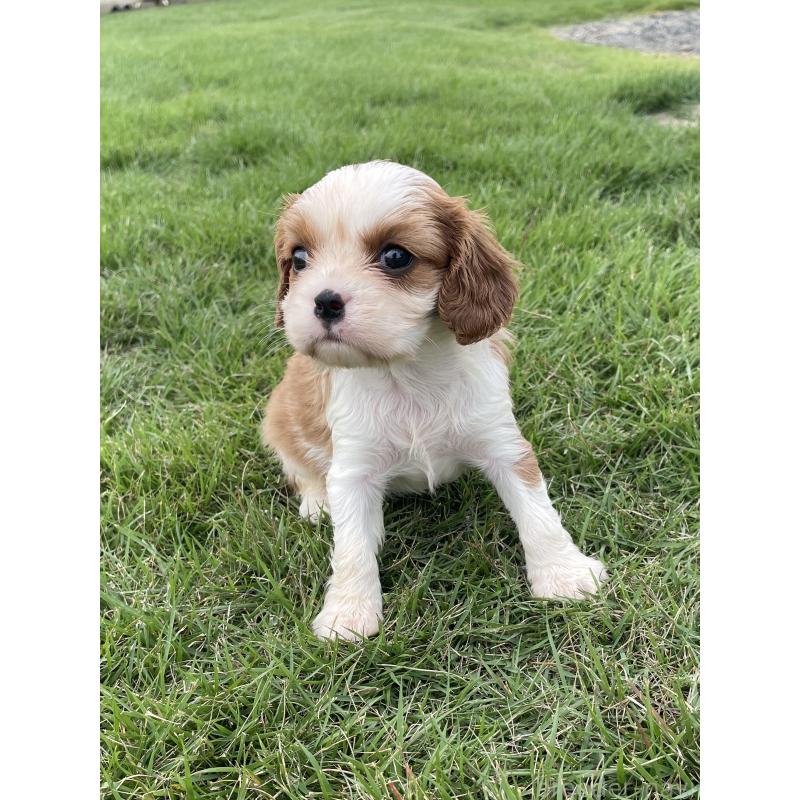 販売中の茨城県のキャバリアキングチャールズスパニエル-416704の29枚目