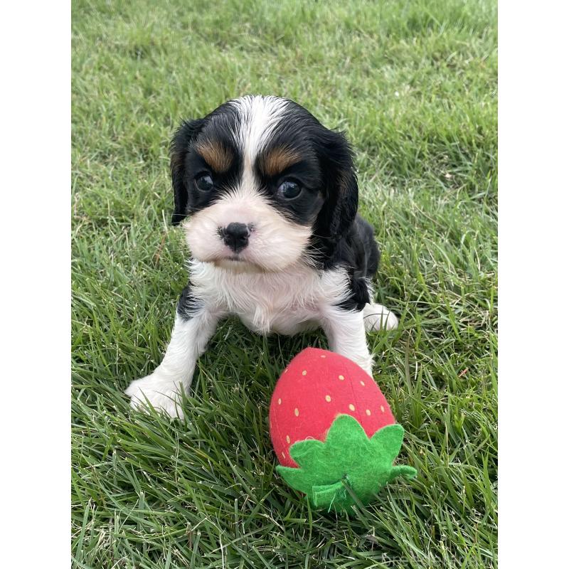 成約済の茨城県のキャバリアキングチャールズスパニエル-416706の11枚目