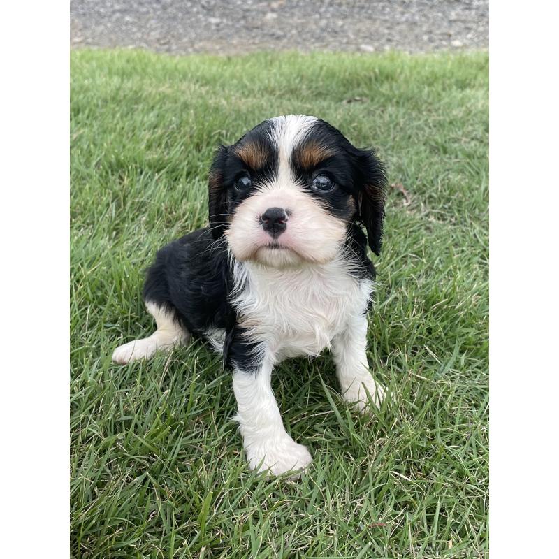 成約済の茨城県のキャバリアキングチャールズスパニエル-416706の10枚目