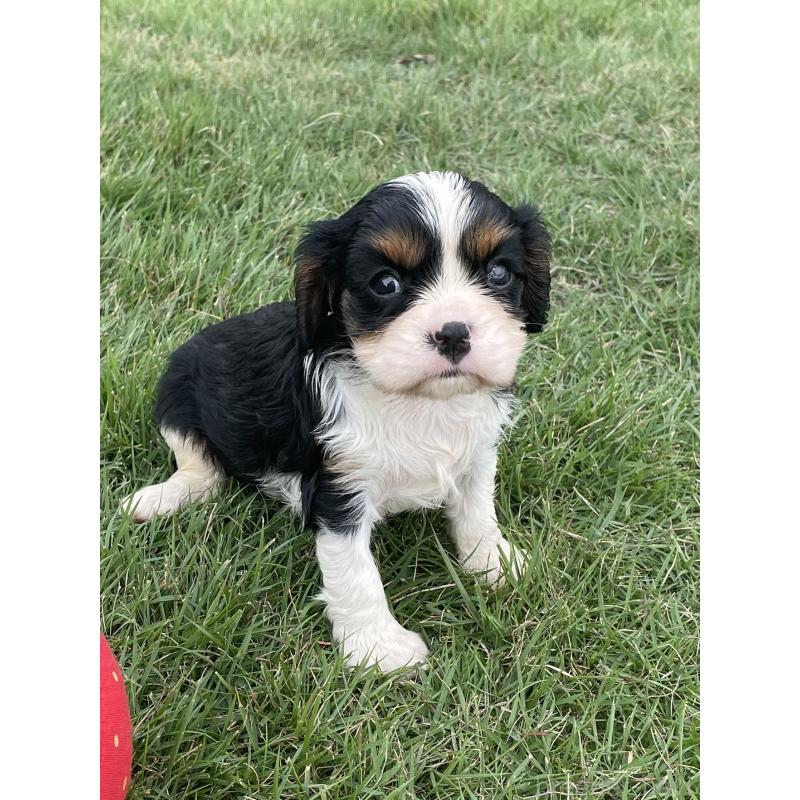 成約済の茨城県のキャバリアキングチャールズスパニエル-416706の9枚目