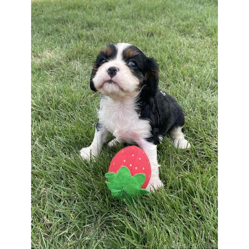 成約済の茨城県のキャバリアキングチャールズスパニエル-416706の8枚目