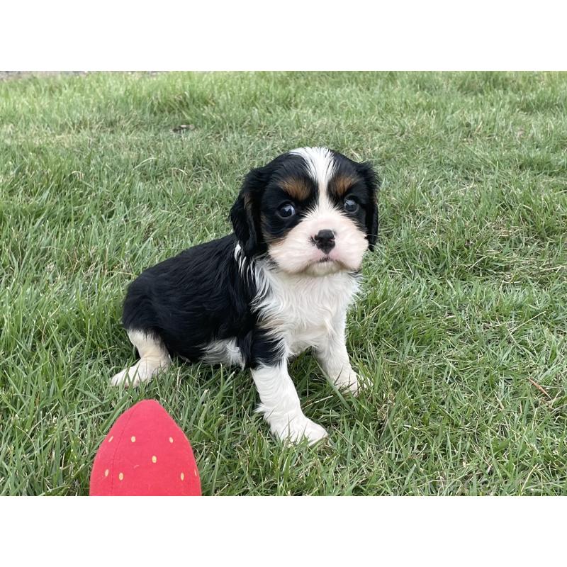 成約済の茨城県のキャバリアキングチャールズスパニエル-416706の7枚目