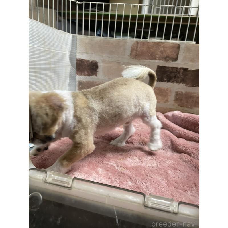 販売中の埼玉県のミックス犬-419519の3枚目