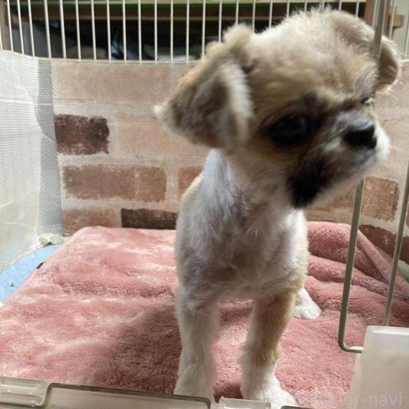 販売中の埼玉県のミックス犬-419519の2枚目