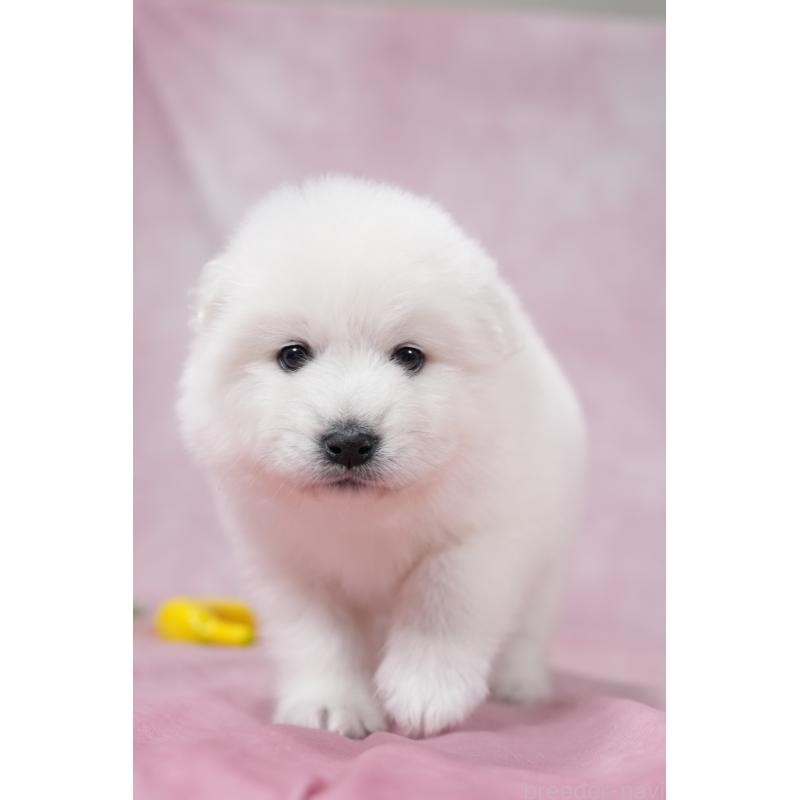 販売中の群馬県のサモエド-418497の9枚目