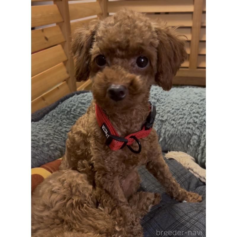 ナナちゃんちゃん1枚目