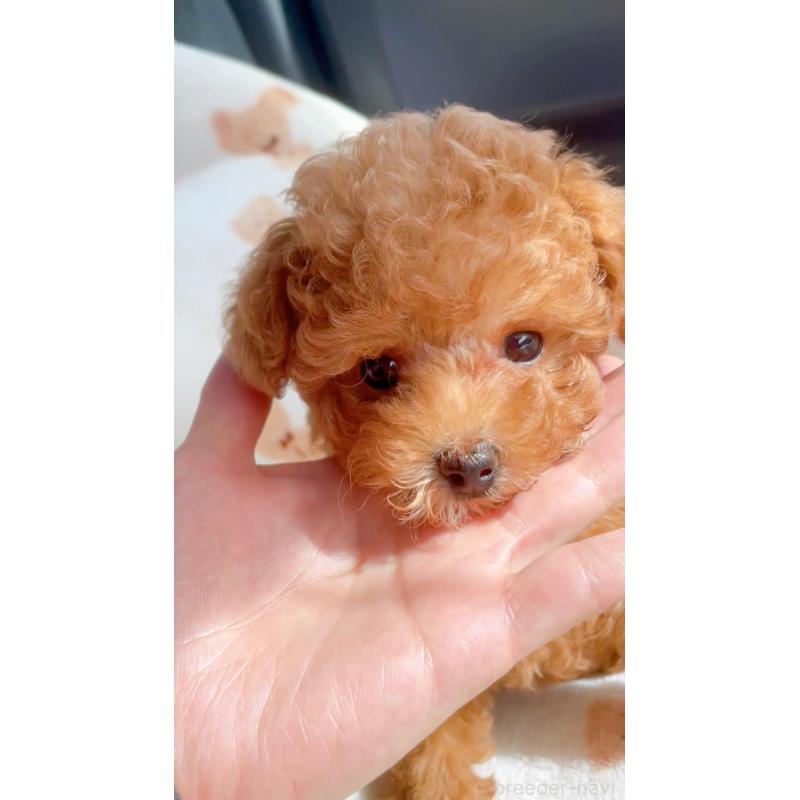 販売中の千葉県のティーカッププードル-415649の5枚目