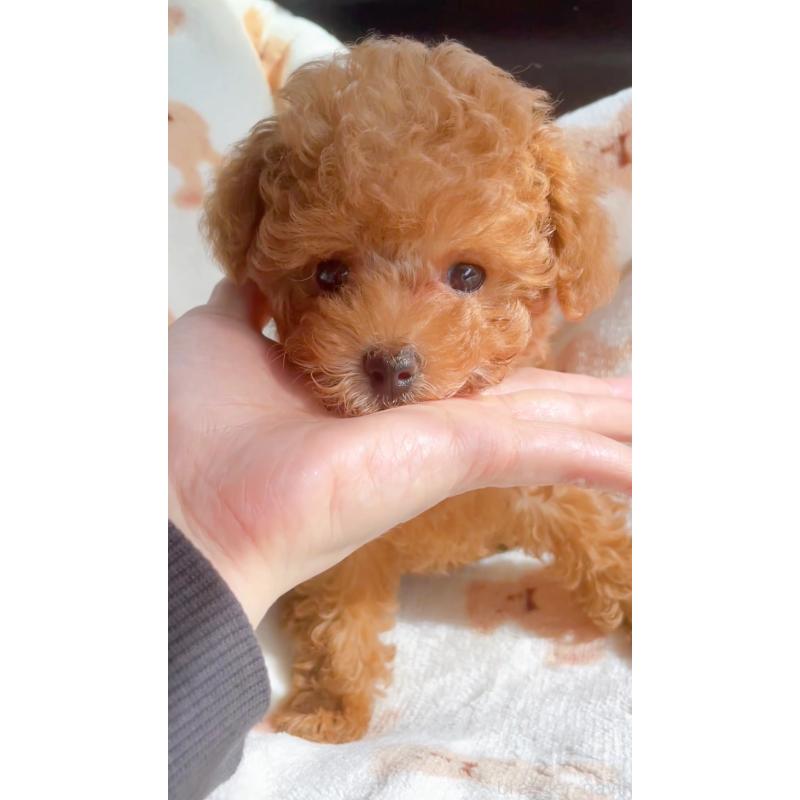 販売中の千葉県のティーカッププードル-415649の4枚目