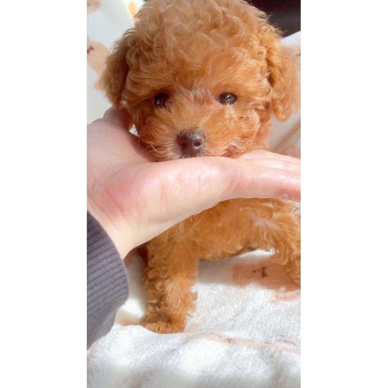 販売中の千葉県のティーカッププードル-415649の3枚目