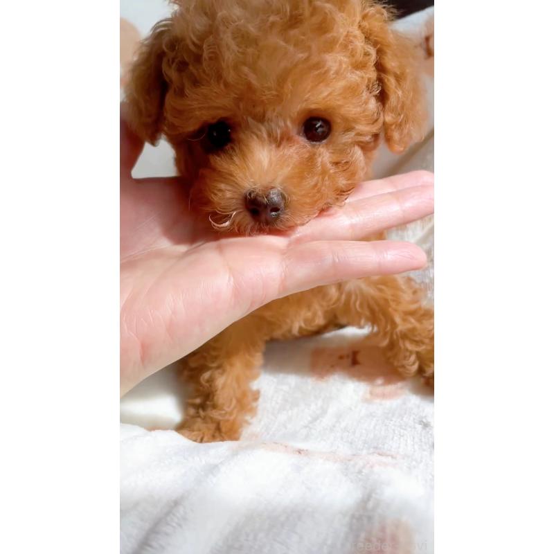 販売中の千葉県のティーカッププードル-415649の2枚目