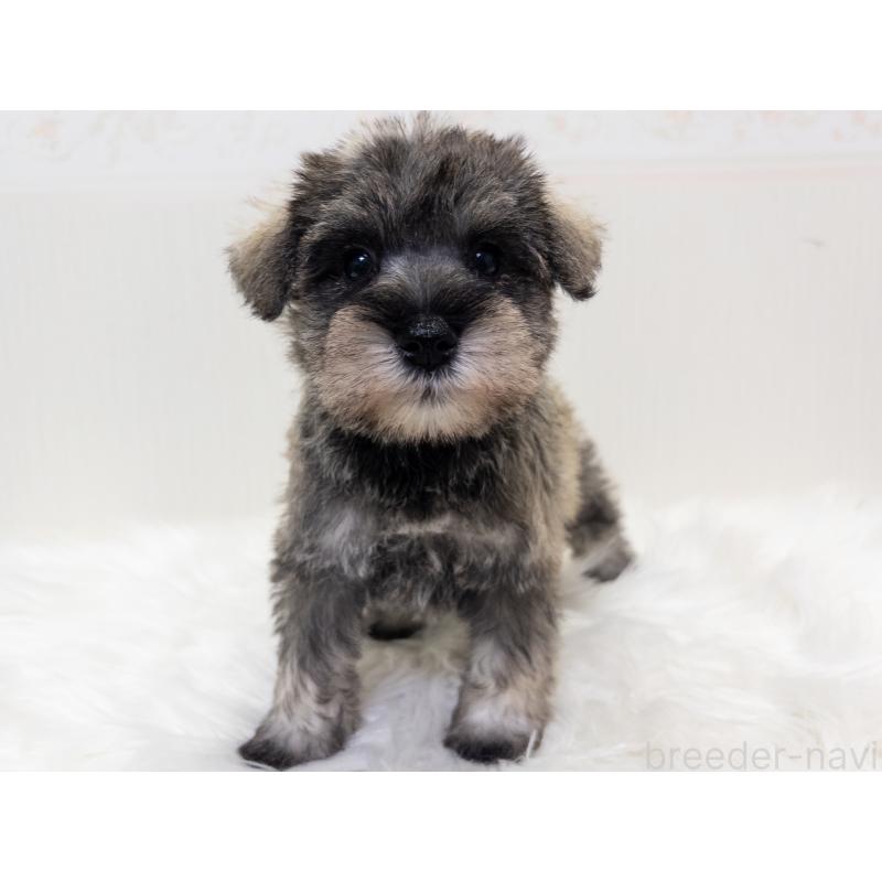 成約済の神奈川県のミニチュアシュナウザー-413939の4枚目