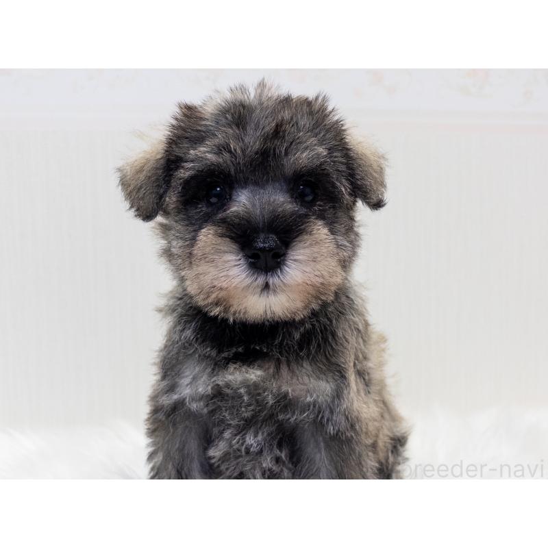 成約済の神奈川県のミニチュアシュナウザー-413939の3枚目