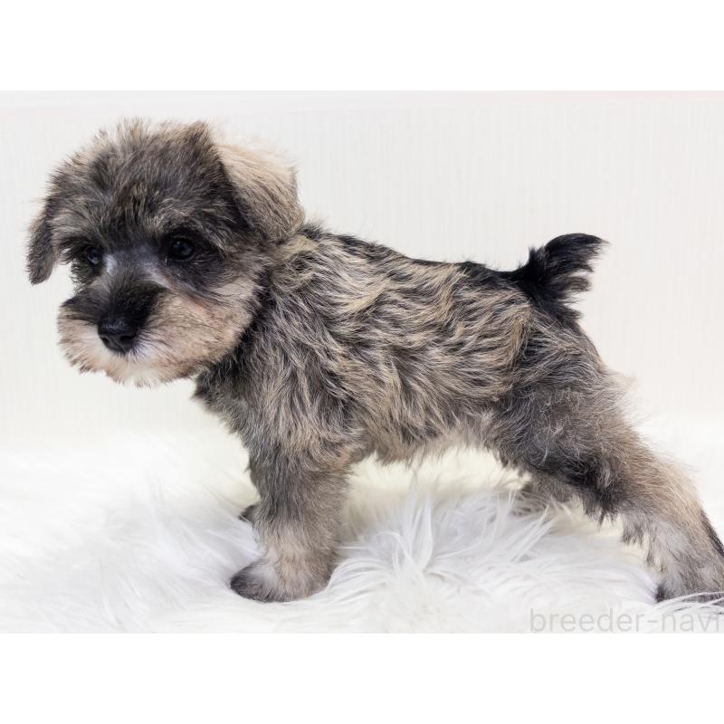 成約済の神奈川県のミニチュアシュナウザー-413939の2枚目