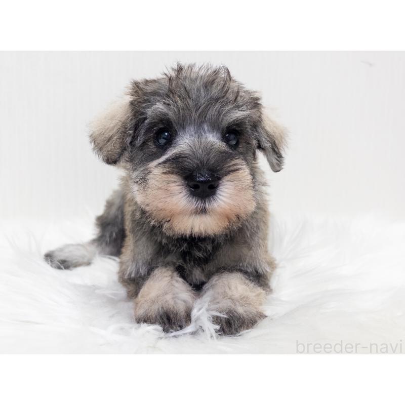 販売中の神奈川県のミニチュアシュナウザー-413942の3枚目