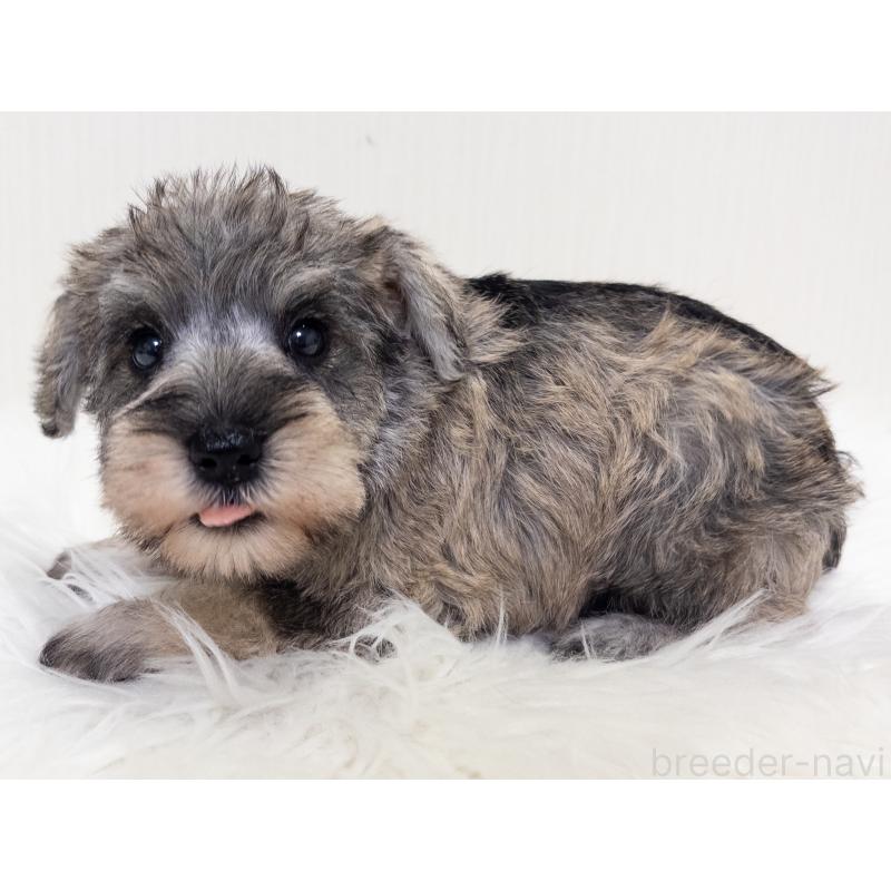 販売中の神奈川県のミニチュアシュナウザー-413942の2枚目