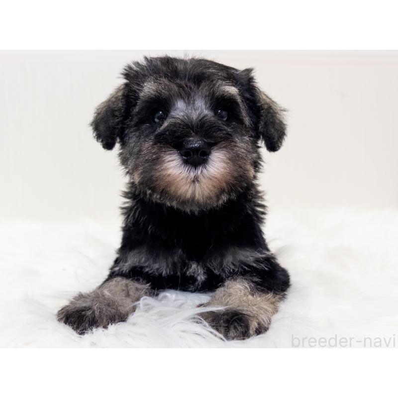 販売中の神奈川県のミニチュアシュナウザー-413944の4枚目