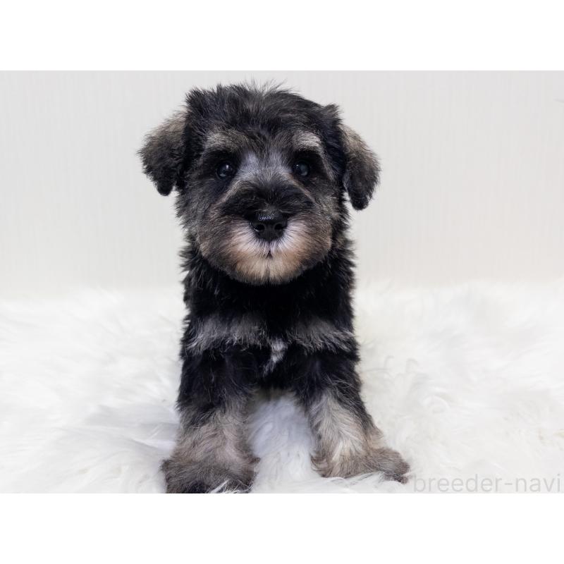 販売中の神奈川県のミニチュアシュナウザー-413944の3枚目