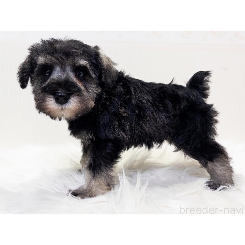 販売中の神奈川県のミニチュアシュナウザー-413944の2枚目