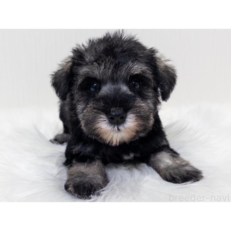 成約済の神奈川県のミニチュアシュナウザー-413941の3枚目